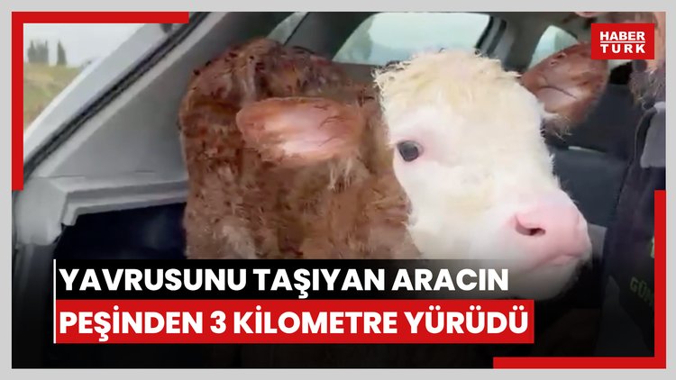 Yavrusunu taşıyan aracın peşinden 3 kilometre yürüdü