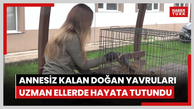 Annesiz kalan doğan yavruları uzman ellerde hayata tutundu