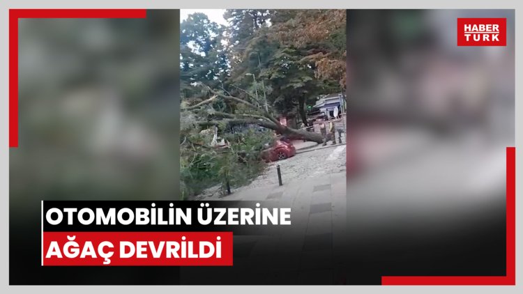Otomobilin üzerine ağaç devrildi