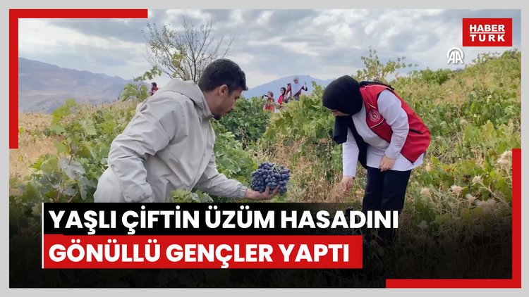 Yaşlı çiftin üzüm hasadını gönüllü gençler yaptı