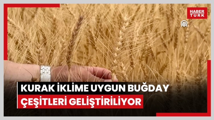 Kurak iklime uygun buğday çeşitleri geliştiriliyor