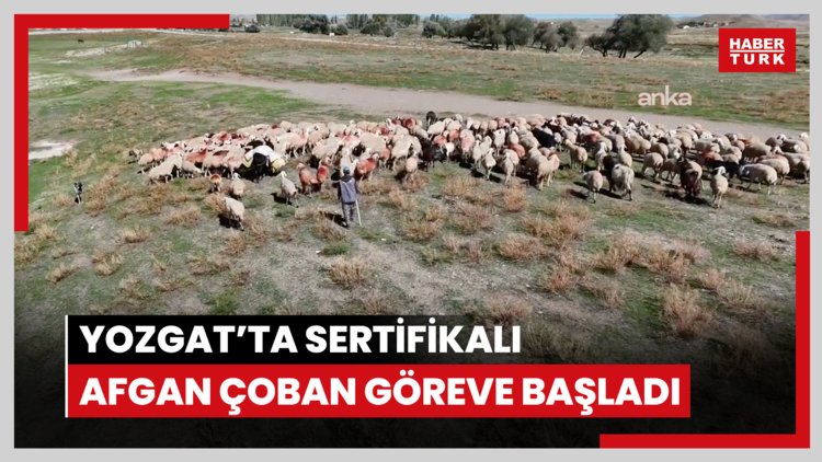Yozgat'ta sertifikalı Afgan çoban göreve başladı