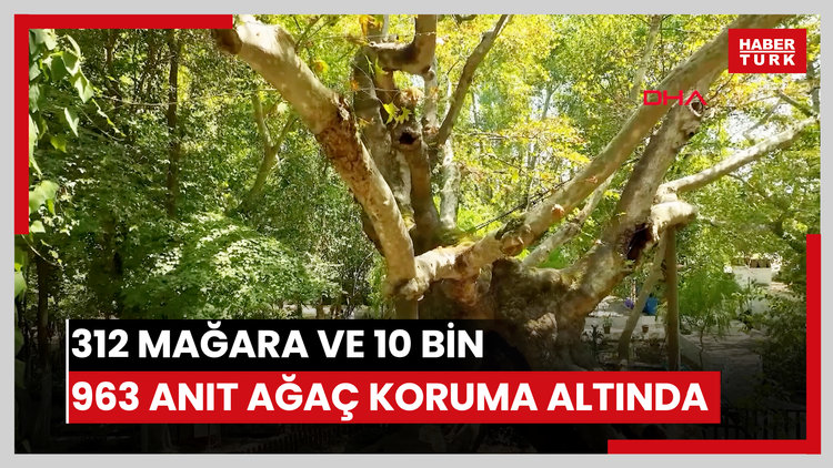 312 mağara ve 10 bin 963 anıt ağaç koruma altında