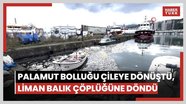 Palamut bolluğu çileye dönüştü, liman balık çöplüğüne döndü