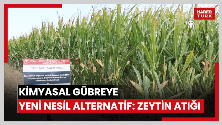 Kimyasal gübreye yeni nesil alternatif: Zeytin atığı