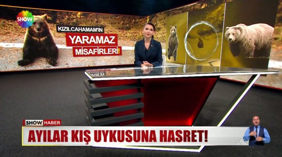 Ayılar kış uykusuna hasret!