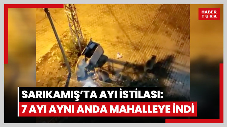 Sarıkamış'ta ayı istilası: 7 ayı aynı anda mahalleye indi
