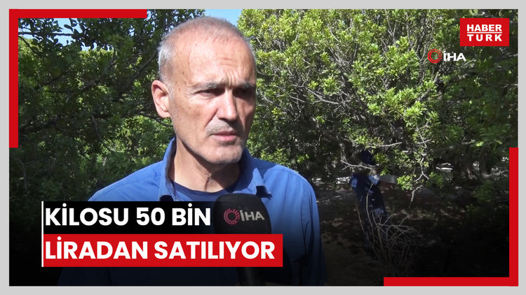 Kilosu 50 bin liradan satılıyor