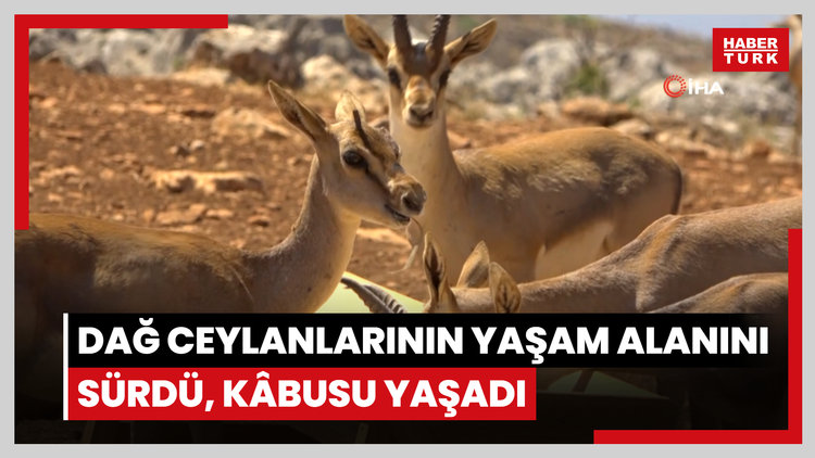 Dağ ceylanının alanını sürdü kâbusu yaşadı