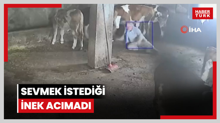 Sevmek istediği inek acımadı