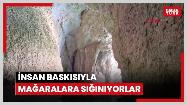 İnsan baskısıyla mağaralara sığınıyorlar