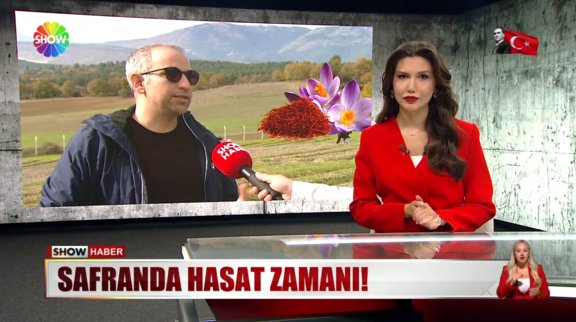 Safranda hasat zamanı!