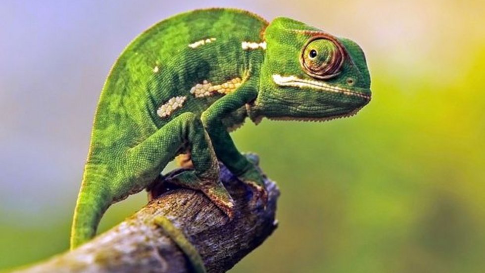 Bukalemunlar bir harika!